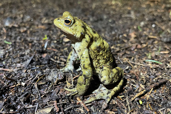 Erdkröten-Männchen auf der Wanderung hält nach Weibchen Ausschau   © Karin Schneider