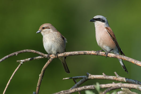 Neuntöter brüten in den Dornenhecken der Umgebung. © Adrian Wullschleger