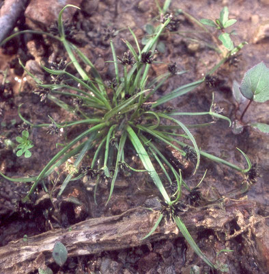 Ein gefährdeter Vertreter dieser "Teichbodenflora" ist z.B. das Schwarzbraune Zypergras.