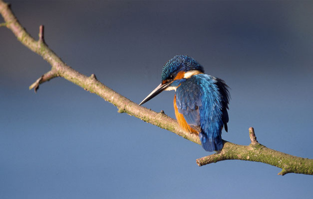 Eisvogel © Adrian Wullschleger