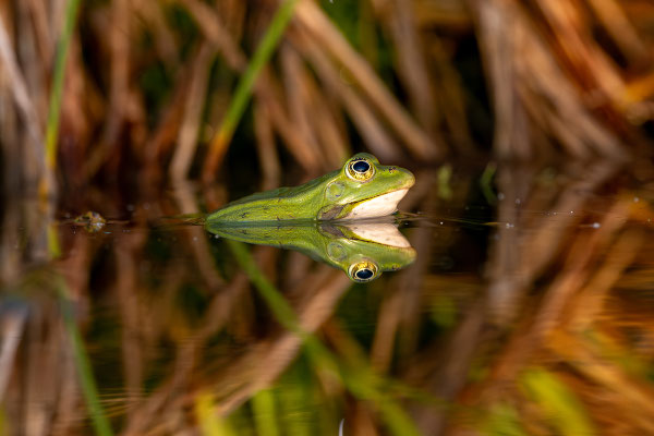 Wasserfrosch am Wildbergweiher © Niklaus Troxler