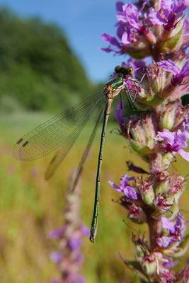 Die Gemeine Binsenjungfer ist eine typische Libelle zeitweise trockengelegter Karpfenteiche. © Karin Schneider