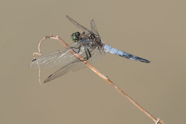 Grosser Blaupfeil © Adrian Wullschleger