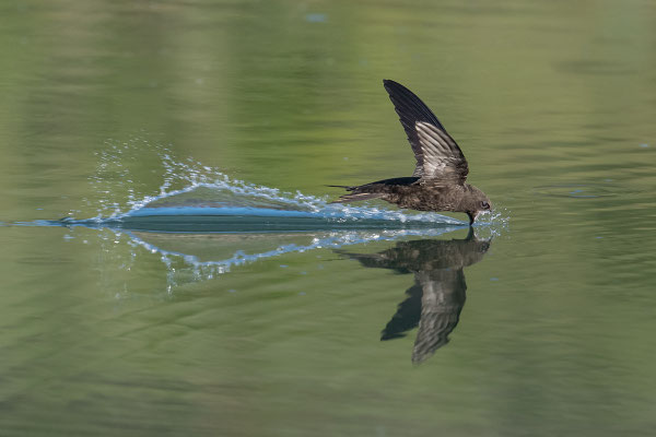 Mauersegler holt Wasser am Eichmattweiher. © Adrian Wullschleger