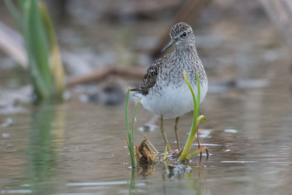 Bruchwasserläufer rastet am Eichmattweiher. © Adrian Wullschleger