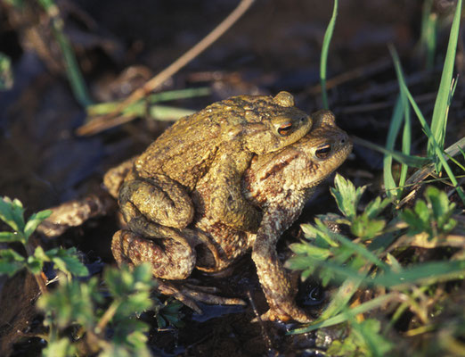 Erdkröten-Paar auf dem Weg zum Laichgewässer   © Karin Schneider