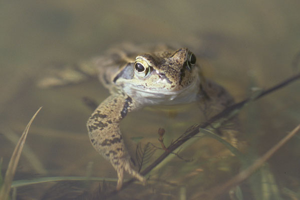 Grasfrosch   © Karin Schneider