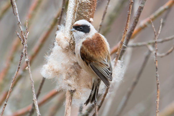 Beutelmeise am Eichmattweiher © Adrian Wullschleger
