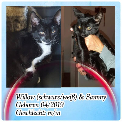 Sammy und Willow