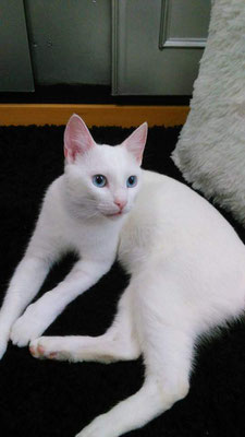 Tobi 