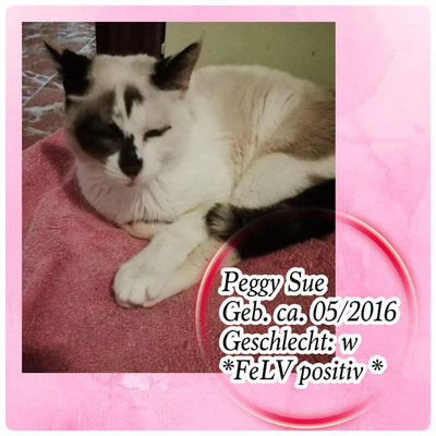 Peggy Sue