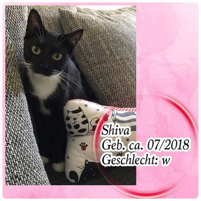 Shiva