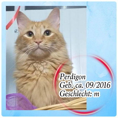 Perdigon