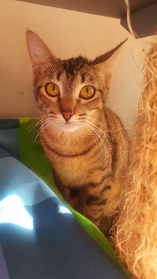 Nala TFS