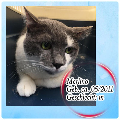 Merlino