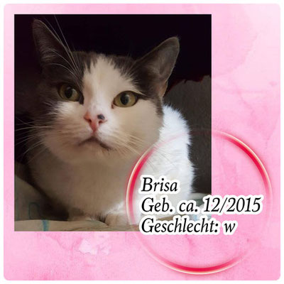 Brisa