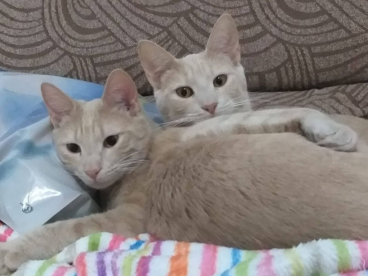 Bobby & Brownie