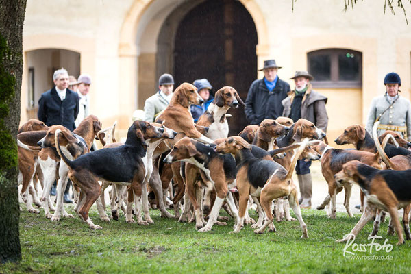 Chasse a courre Abbaye du val des Choues, RossFoto Dana Krimmling