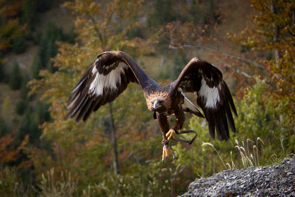 RossFoto Dana Krimmling Pferdefotografie Fotografien vom Wanderreiten Theo Blaickner Steinadler Beizjagd Falkner