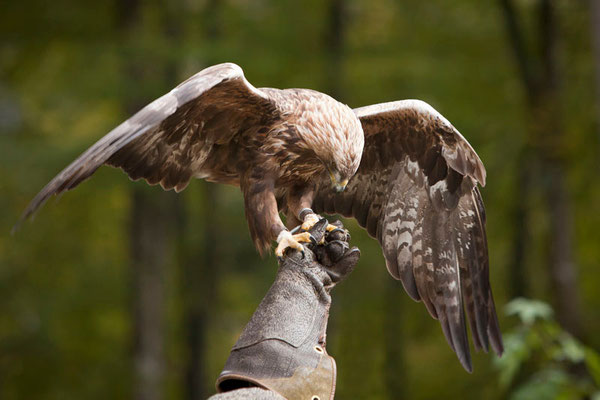 RossFoto Dana Krimmling Pferdefotografie Fotografien vom Wanderreiten Theo Blaickner Steinadler Beizjagd Falkner