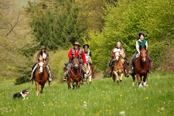 RossFoto Dana Krimmling Pferdefotografie Wanderreiten Jagdreiten Freiberger Pferde