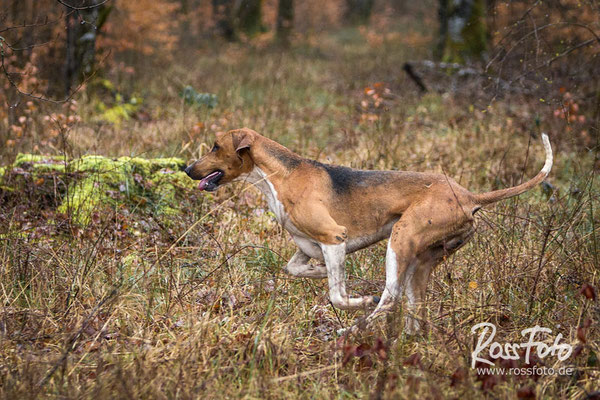 Chasse a courre Abbaye du val des Choues, RossFoto Dana Krimmling