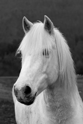 RossFoto Dana Krimmling Pferdefotografie Fotografien vom Wanderreiten Reiten im Frühling