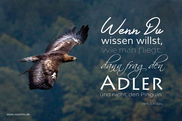 Download Freiheit fliegen sprueche Desktop Wallpaper Free Freiheit Fliegen Sprueche