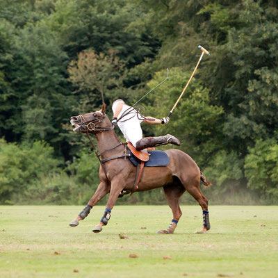 RossFoto Dana Krimmling Pferdefotografie Pferdeportraits Fotografien vom Wanderreiten Jagdreiten Polo Freiberger Pferde Altoldenburger Pferde