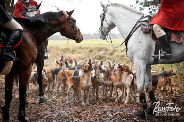 RossFoto Dana Krimmling, Cappenberger Meute, Aselager Jagdtage 2015, Pferdefotografie, Jagdreiten
