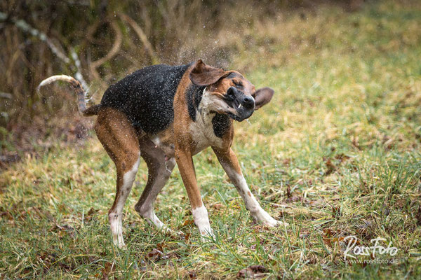 Chasse a courre Abbaye du val des Choues, RossFoto Dana Krimmling