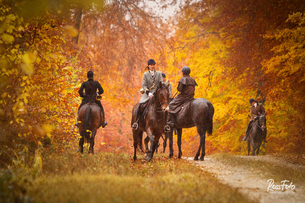 Chasse a courre Abbaye du val des Choues, RossFoto Dana Krimmling