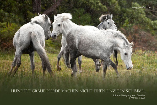 Download Pferd sprueche For iPhone Free