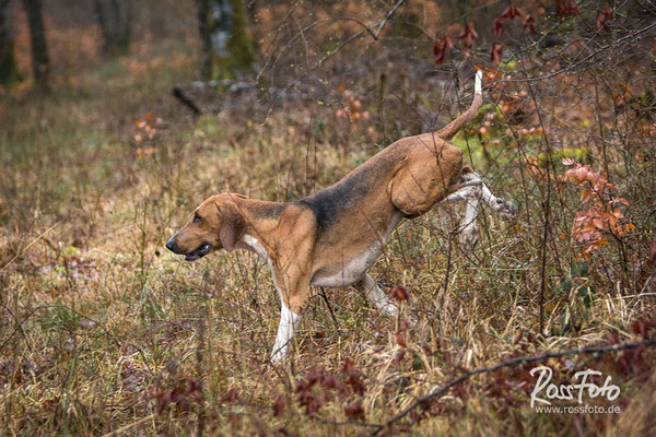 Chasse a courre Abbaye du val des Choues, RossFoto Dana Krimmling