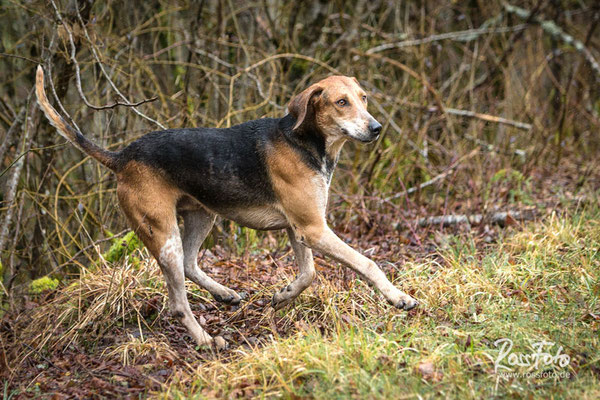 Chasse a courre Abbaye du val des Choues, RossFoto Dana Krimmling