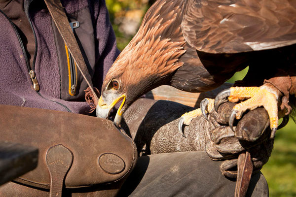 RossFoto Dana Krimmling Pferdefotografie Fotografien vom Wanderreiten Theo Blaickner Steinadler Beizjagd Falkner