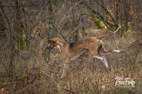 Chasse a courre Abbaye du val des Choues, RossFoto Dana Krimmling