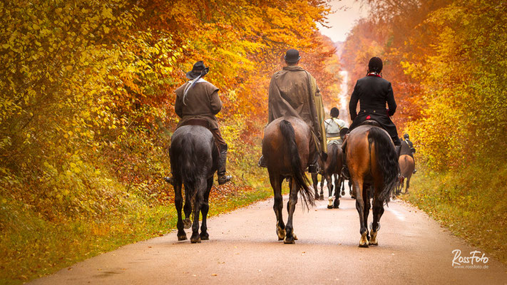 Chasse a courre Abbaye du val des Choues, RossFoto Dana Krimmling