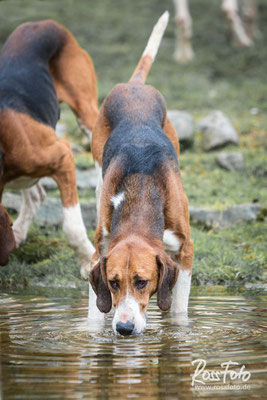 Chasse a courre Abbaye du val des Choues, RossFoto Dana Krimmling