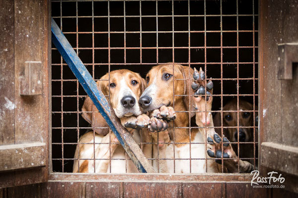 Chasse a courre Abbaye du val des Choues, RossFoto Dana Krimmling