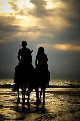 RossFoto Dana Krimmling Pferdefotografie Fotografien vom Wanderreiten Reiten im Meer Schwimmen