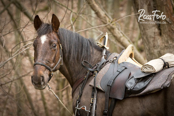 RossFoto Dana Krimmling, Pferdefotografie, Kavalleriereiten, Kavallerie, Cavalry, CS, Südstaatenkavallerie, Reenactment