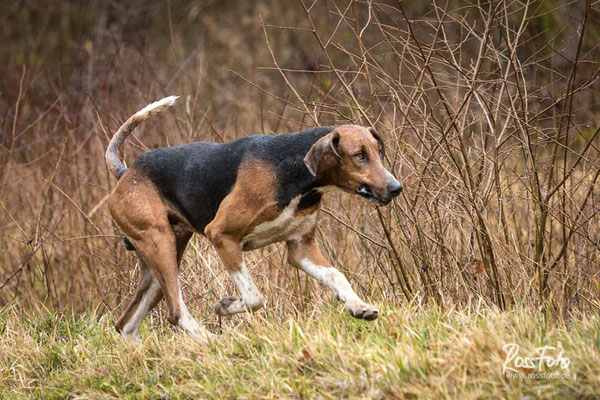 Chasse a courre Abbaye du val des Choues, RossFoto Dana Krimmling