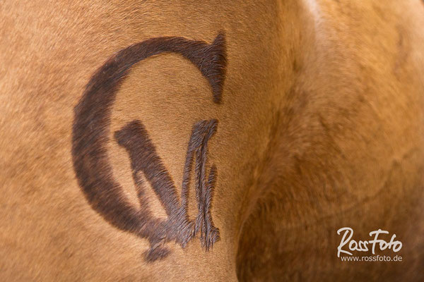 RossFoto Dana Krimmling, Cappenberger Meute, Aselager Jagdtage 2015, Pferdefotografie, Jagdreiten