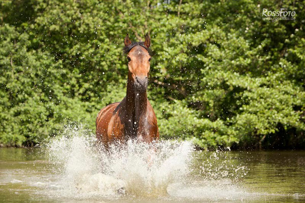 RossFoto Dana Krimmling Pferdefotografie Fotografien vom Wanderreiten Freiberger Pferde