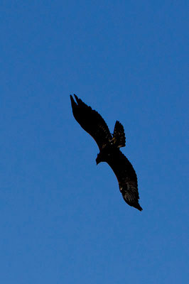 RossFoto Dana Krimmling Pferdefotografie Fotografien vom Wanderreiten Theo Blaickner Steinadler Beizjagd Falkner