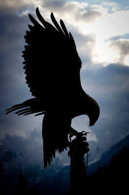 RossFoto Dana Krimmling Pferdefotografie Fotografien vom Wanderreiten Theo Blaickner Steinadler Beizjagd Falkner