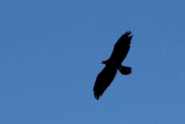 RossFoto Dana Krimmling Pferdefotografie Fotografien vom Wanderreiten Theo Blaickner Steinadler Beizjagd Falkner