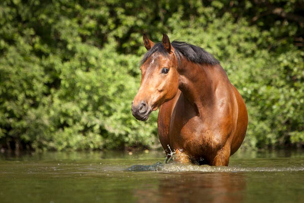 RossFoto Dana Krimmling Pferdefotografie Fotografien vom Wanderreiten Freiberger Pferde