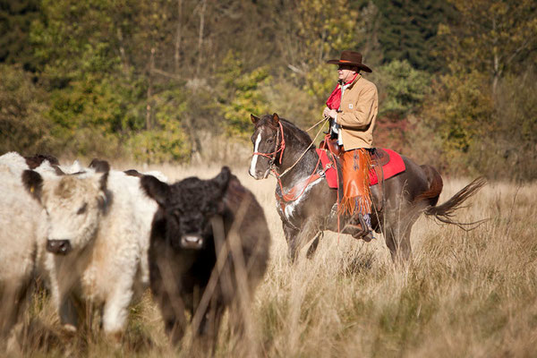 RossFoto Pferdefotografie Dana Krimmling Fotografien vom Wanderreiten Pferdeporträt Freiberger Pferde Viehtrieb Cattle drive Christoph Rieser